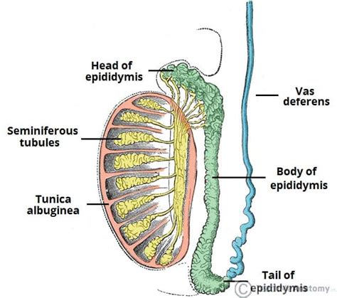 The Testes and Epididymis 